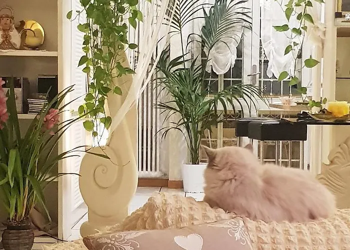 Stella Del Mar 볼로냐