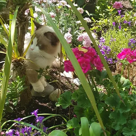 Alojamento de Acomodação e Pequeno-almoço Stella Del Mar 3*