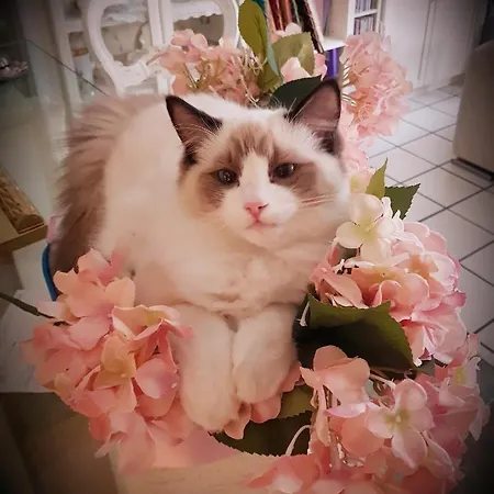 住宿加早餐酒店 Stella Del Mar