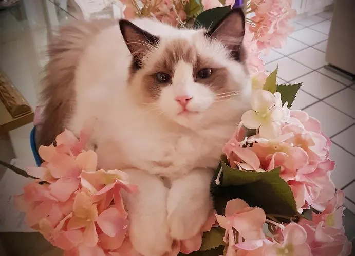 Couette-café Stella Del Mar