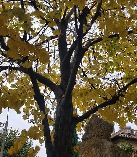 Stella Del Mar Bologne