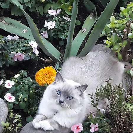 Bed and breakfast Stella Del Mar 3*