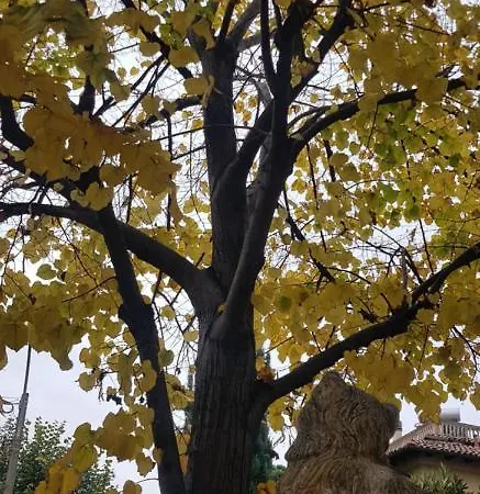 Stella Del Mar Bolonia